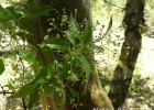 <i>Myrcia lajeana</i> D. Legrand [Myrtaceae]