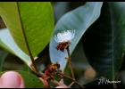 <i>Myrcia pubipetala</i> Miq [Myrtaceae]