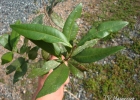 <i>Myrcia subcordata</i> DC. [Myrtaceae]