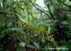 <i>Myrcia pulchra</i> (O.Berg) Kiaersk. [Myrtaceae]