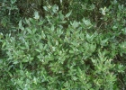 <i>Myrcia retorta</i> Cambess. [Myrtaceae]