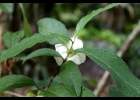 <i>Campomanesia guazumifolia</i> (Cambess.) O.Berg. [Myrtaceae]