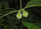 <i>Campomanesia guazumifolia</i> (Cambess.) O.Berg. [Myrtaceae]