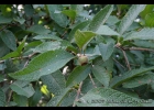 <i>Campomanesia guazumifolia</i> (Cambess.) O.Berg. [Myrtaceae]