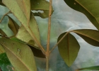 <i>Myrcia aethusa</i> (O.Berg) N.Silveira [Myrtaceae]