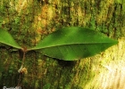 <i>Myrcia aethusa</i> (O.Berg) N.Silveira [Myrtaceae]