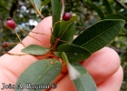 <i>Myrcia selloi</i> (Spreng.) N. Silveira [Myrtaceae]
