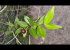 <i>Myrcianthes cisplatensis</i> (Cambess.) O.Berg [Myrtaceae]