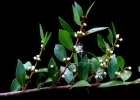 <i>Myrciaria cuspidata</i> O.Berg [Myrtaceae]