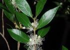 <i>Myrciaria cuspidata</i> O.Berg [Myrtaceae]
