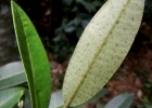 <i>Myrcia oblongata</i> DC. [Myrtaceae]