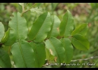 <i>Neomitranthes cordifolia</i> (D. Legrand) D. Legrand [Myrtaceae]