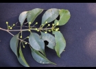 <i>Neomitranthes gemballae</i> (D. Legrand) D. Legrand [Myrtaceae]