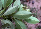 <i>Pimenta pseudocaryophyllus</i> (Gomes) Landrum [Myrtaceae]