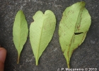 <i>Pimenta pseudocaryophyllus</i> (Gomes) Landrum [Myrtaceae]