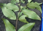 <i>Plinia pseudodichasiantha</i> (Kiaersk.) G.M.Barroso ex Sobral [Myrtaceae]