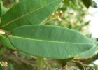 <i>Myrcia oblongata</i> DC. [Myrtaceae]