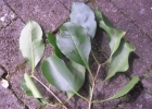 <i>Psidium longipetiolatum</i> D. Legrand [Myrtaceae]