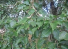 <i>Psidium longipetiolatum</i> D. Legrand [Myrtaceae]