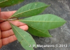 <i>Chionanthus filiformis</i> (Vell.) P.S. Green [Oleaceae]