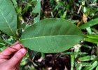 <i>Chionanthus filiformis</i> (Vell.) P.S. Green [Oleaceae]