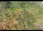 <i>Myrcia palustris</i> DC. [Myrtaceae]