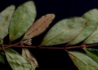 <i>Myrcia palustris</i> DC. [Myrtaceae]