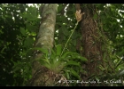 <i>Vriesea carinata</i> Wawra  [Bromeliaceae]