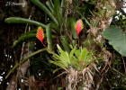 <i>Vriesea carinata</i> Wawra  [Bromeliaceae]