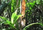 <i>Vriesea incurvata</i> Gaudich.  [Bromeliaceae]