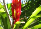 <i>Vriesea incurvata</i> Gaudich.  [Bromeliaceae]