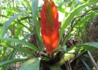 <i>Vriesea incurvata</i> Gaudich.  [Bromeliaceae]