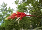 <i>Vriesea flammea</i> L.B. Sm.  [Bromeliaceae]