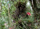 <i>Vriesea flammea</i> L.B. Sm.  [Bromeliaceae]