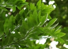 <i>Seguieria langsdorffii</i> Moq. [Phytolaccaceae]