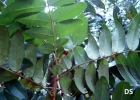 <i>Picramnia parvifolia</i> Engl. [Picramniaceae]