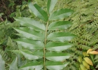 <i>Picramnia parvifolia</i> Engl. [Picramniaceae]