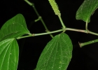 <i>Piper amalago</i> L. [Piperaceae]