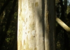 <i>Myrciaria tenella</i> (DC.) O. Berg [Myrtaceae]