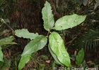 <i>Piper arboreum</i> Aubl. [Piperaceae]