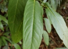 <i>Piper arboreum</i> Aubl. [Piperaceae]