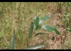 <i>Ruprechtia salicifolia</i> (Cham. & Schltdl.) C.A.Mey. [Polygonaceae]