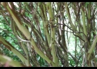 <i>Myrciaria tenella</i> (DC.) O. Berg [Myrtaceae]