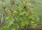 <i>Roupala montana</i> Aubl. [Proteaceae]