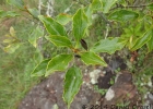 <i>Roupala montana</i> Aubl. [Proteaceae]