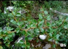<i>Condalia buxifolia</i> Reissek [Rhamnaceae]