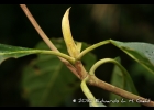 <i>Amaioua intermedia</i> Mart. [Rubiaceae]