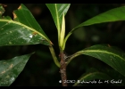 <i>Amaioua intermedia</i> Mart. [Rubiaceae]
