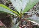 <i>Amaioua guianensis</i> Aubl. [Rubiaceae]