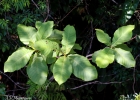 <i>Bathysa australis</i> (A.St.-Hil.) K.Schum. [Rubiaceae]